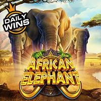 African Elephant
