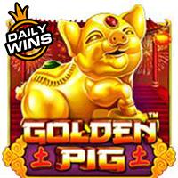 Golden Pig
